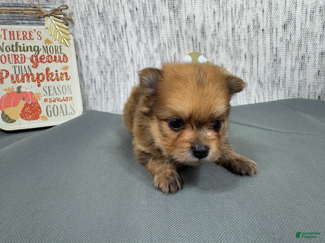 Pomeranian dogs for sale: Pomeranian Puppy 2 - Ad 1