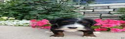 Bernedoodle dogs for sale: Luna - Ad 4