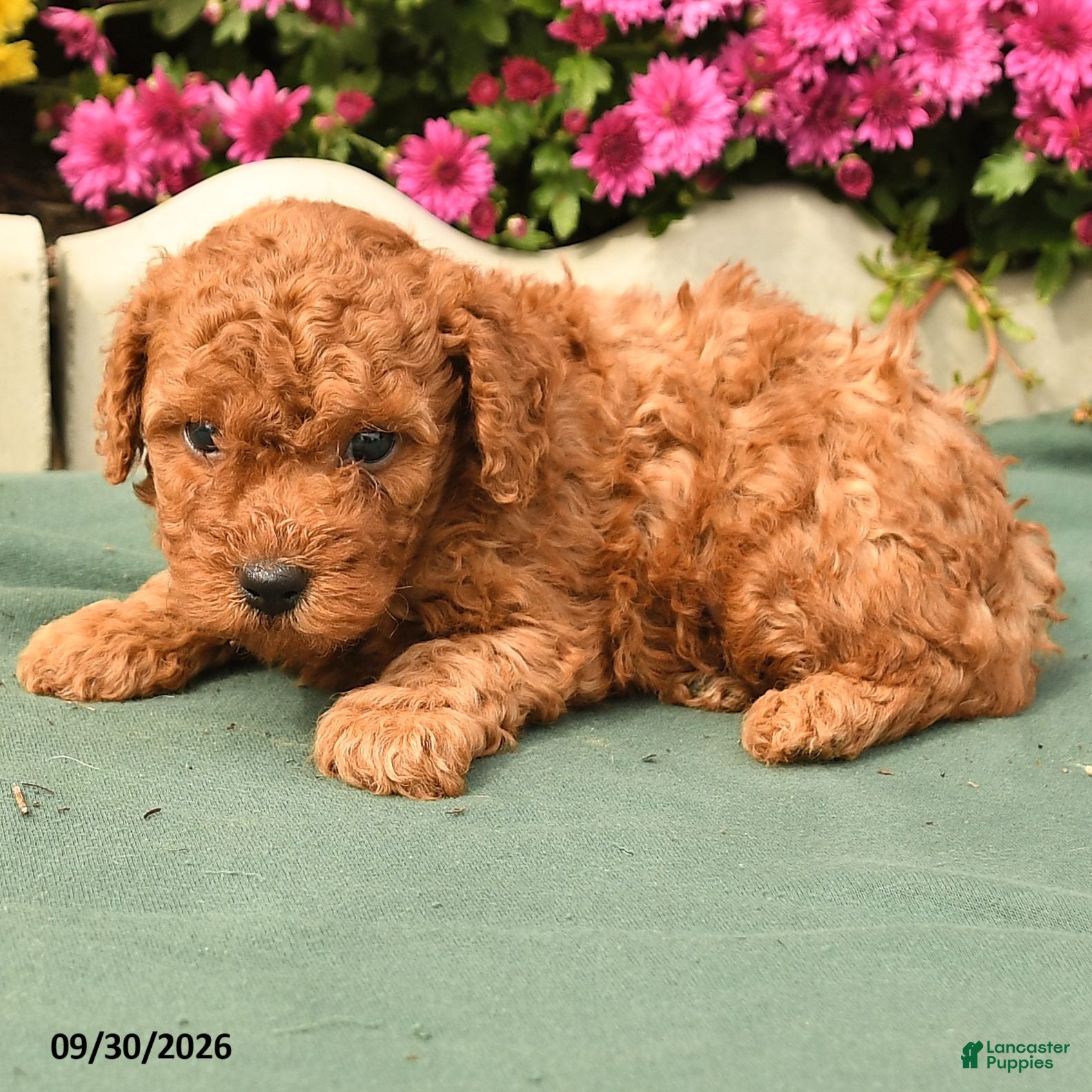Toy Poodle dogs Timmy - Ad 2