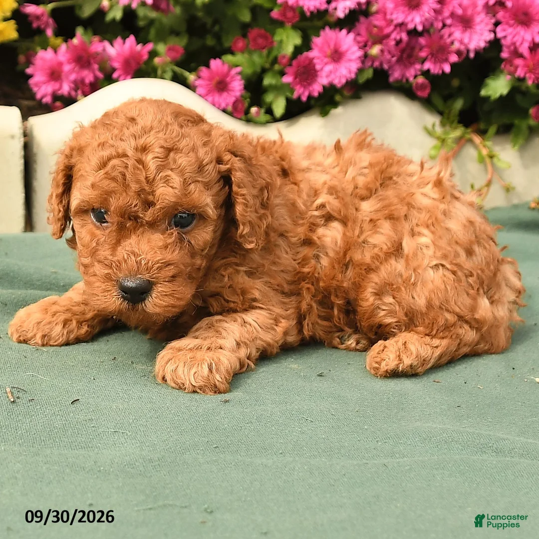 Toy Poodle dogs for sale: Timmy - Ad 2