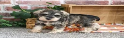 Miniature Schnauzer dogs for sale: Roosevelt - Ad 1
