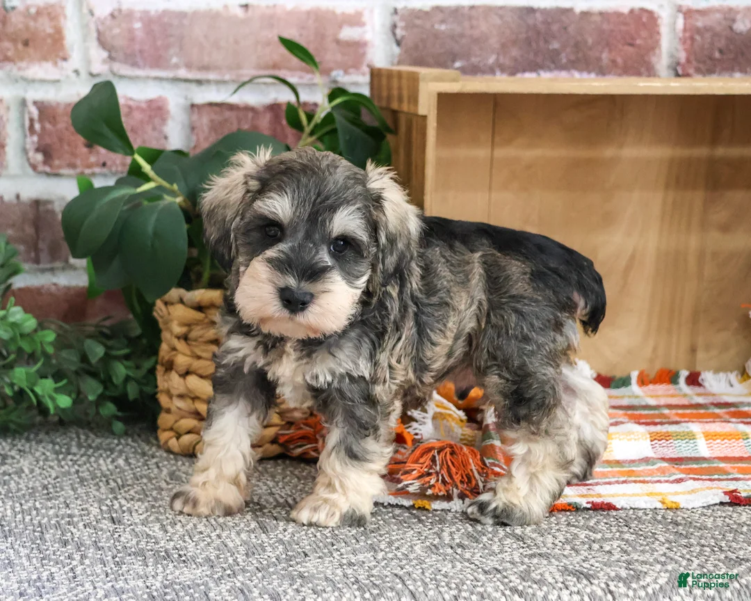 Miniature Schnauzer dogs for sale: Roosevelt - Ad 1
