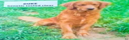 Golden Retriever dogs for sale: Gabbie - Ad 11