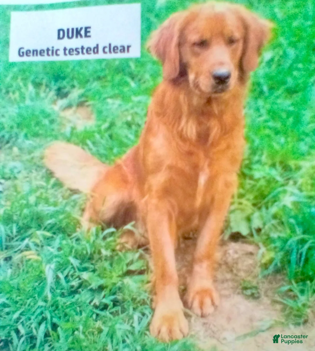 Golden Retriever dogs for sale: Gabbie - Ad 11