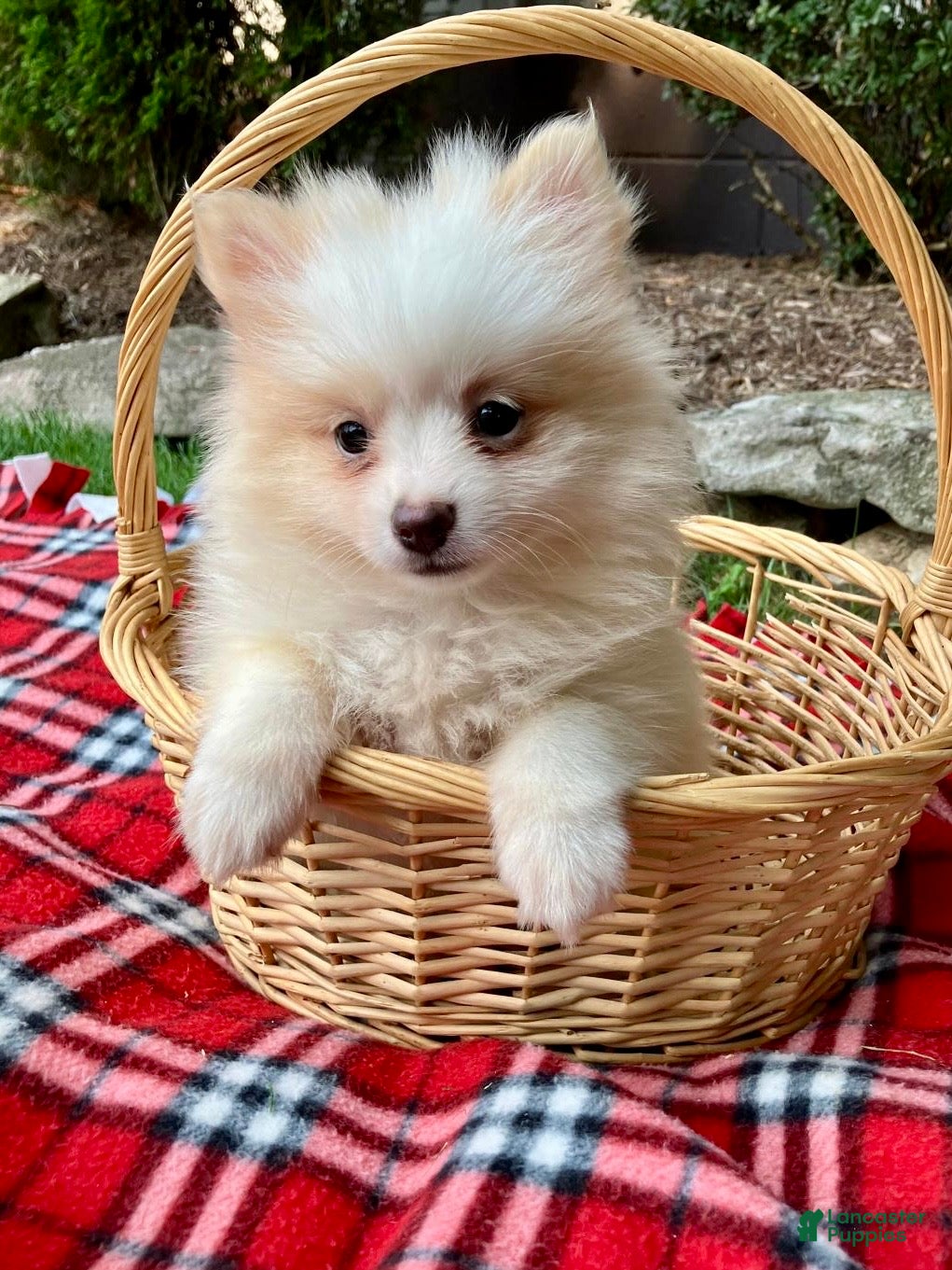 Pomeranian dogs Piper - Ad 2