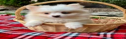 Pomeranian dogs for sale: Piper - Ad 2