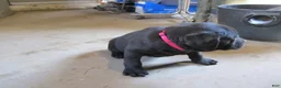 Labrador Retriever dogs for sale: Labrador Retriever Puppy 2 - Ad 4