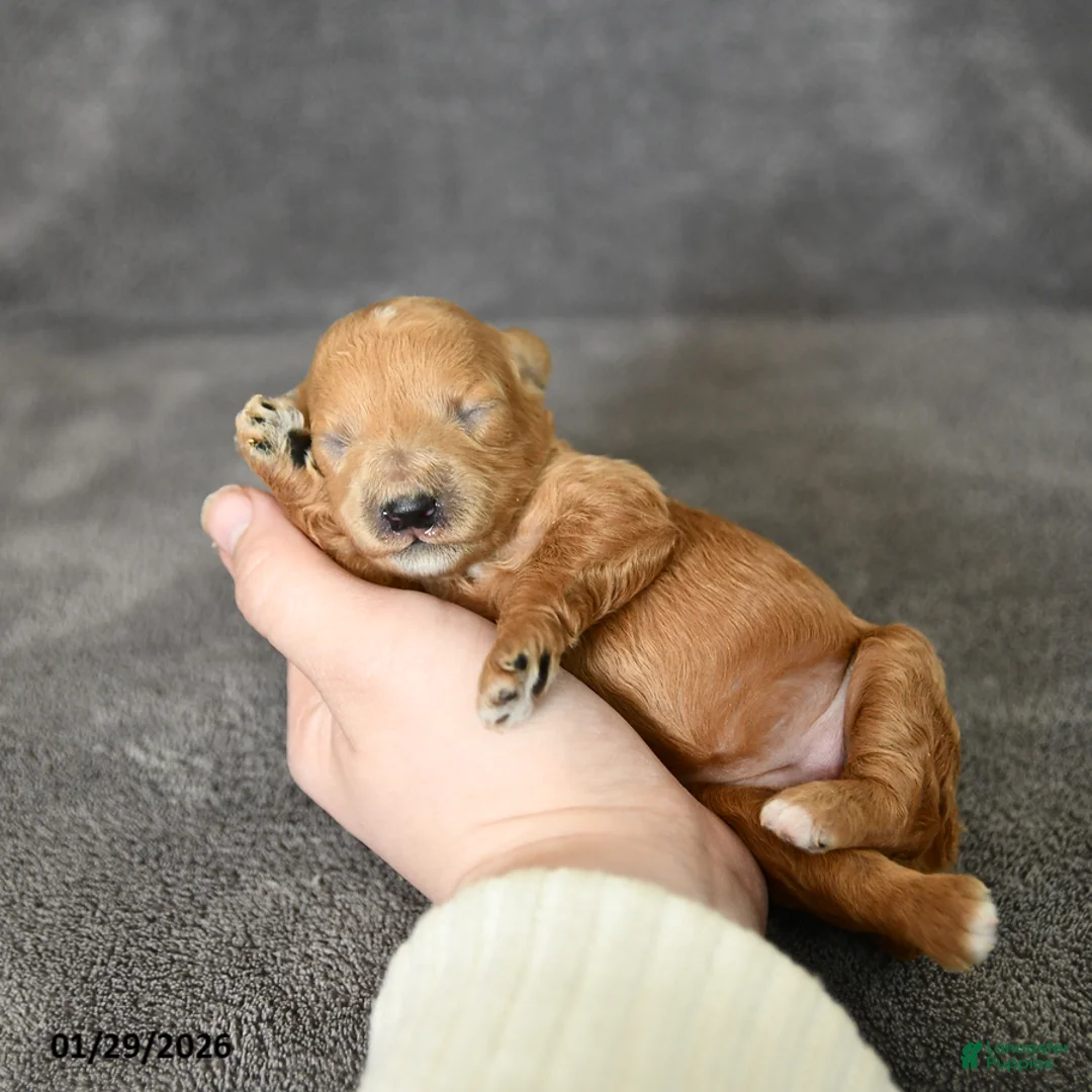 Toy Poodle dogs for sale: Jewel - Ad 2
