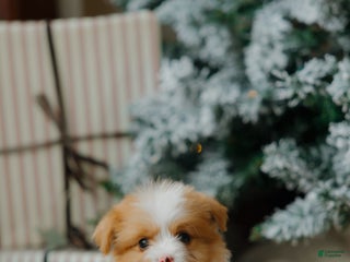 Mixed Breed dogs Honey Bear - Ad 1