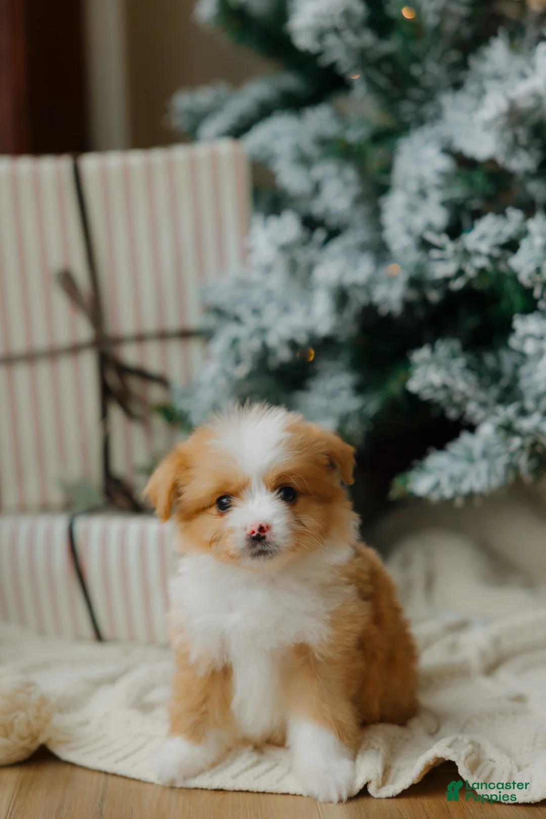 Mixed Breed dogs for sale: Honey Bear  - Ad 1