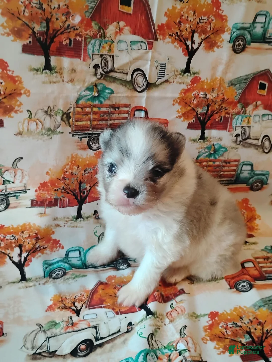 Pomeranian dogs for sale: Pomeranian 2 - Ad 2
