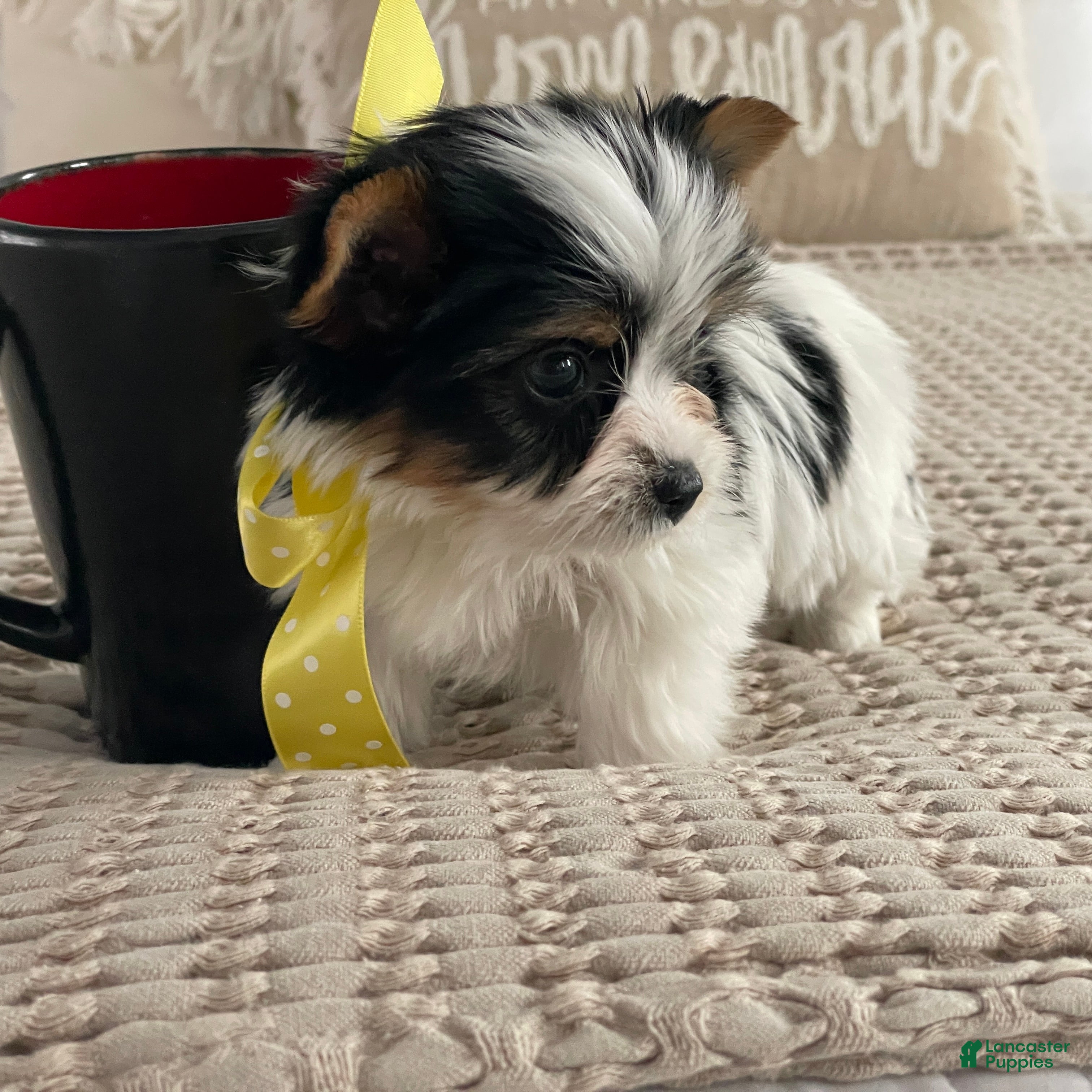 Biewer Terrier dogs Tiny Minnie - Ad 2