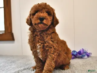 Mini Goldendoodle dogs for sale: Benji - Ad 1