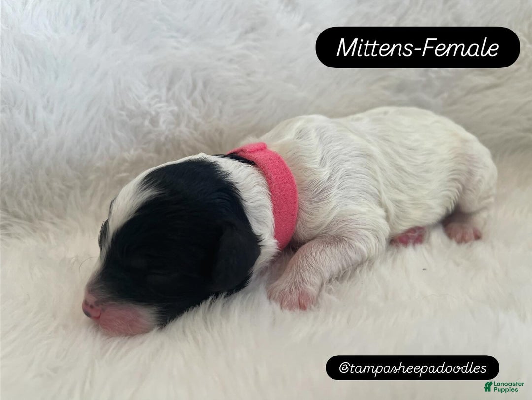 Mini Sheepadoodle dogs for sale: Pink-Mittens - Ad 2