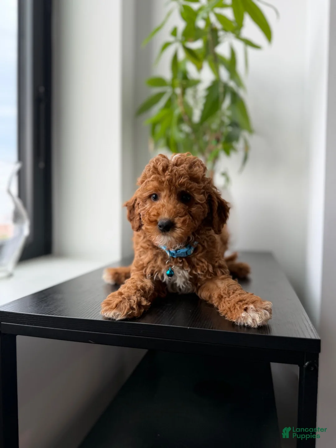 Miniature Poodle dogs for sale: Benny - Ad 2
