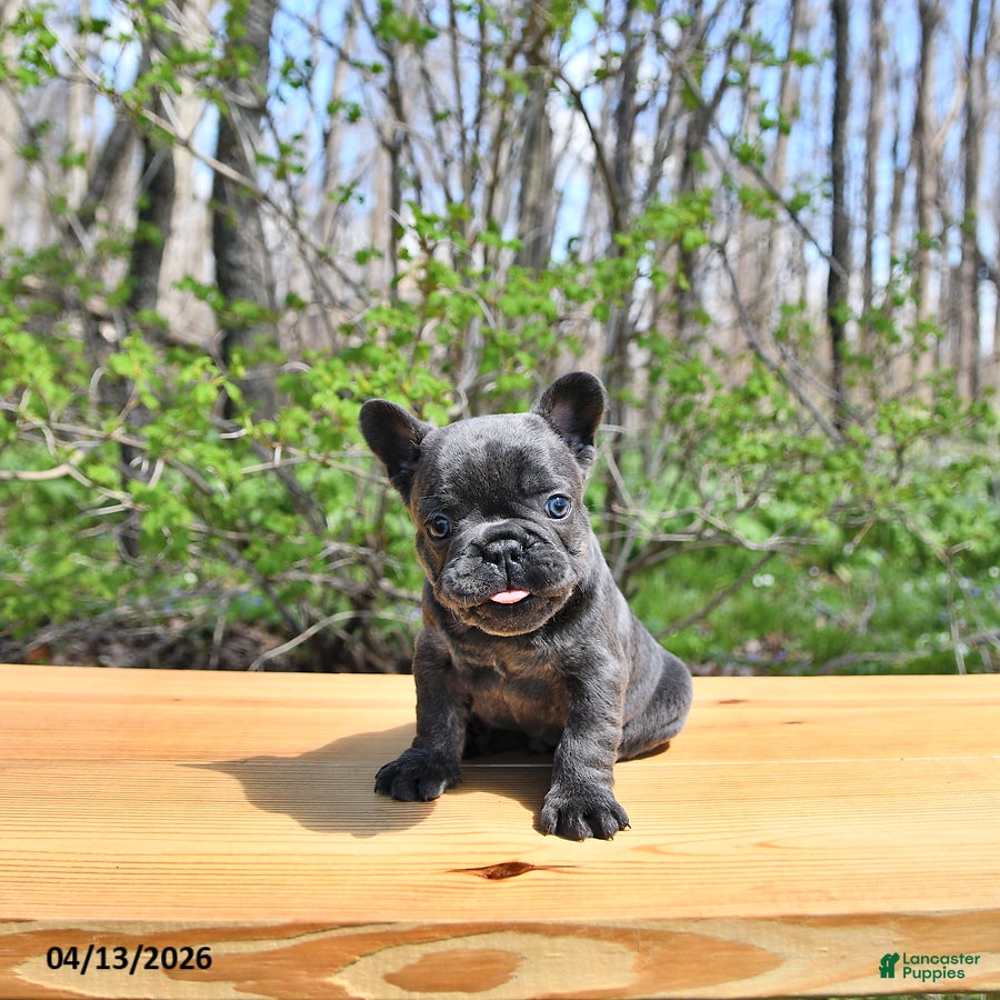 French Bulldog dogs Buddy - Ad 1