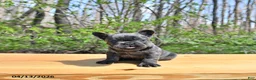 French Bulldog dogs for sale: Buddy - Ad 1