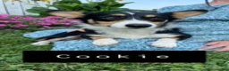 Welsh Corgi Pembroke dogs for sale: Cody - Ad 5
