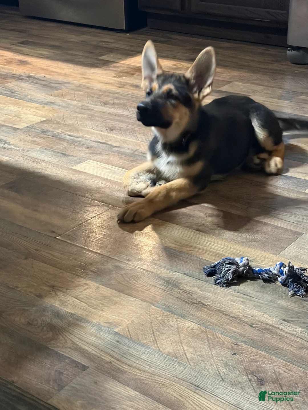German Shepherd dogs for sale: Diesel - Ad 2