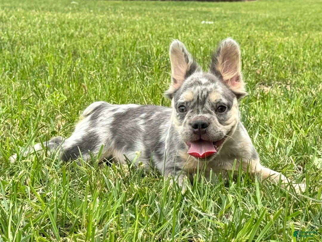 French Bulldog dogs for sale: Grace - Ad 3