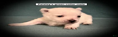 AKC Paisley's Green Collar Male