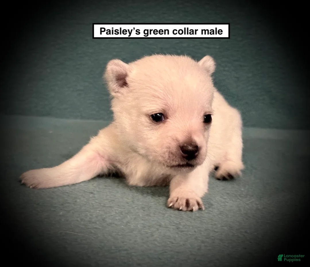 West Highland Terrier dogs for sale: AKC Paisley's Green Collar Male - Ad 1