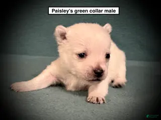 West Highland Terrier dogs AKC Paisley's Green Collar Male - Ad 1