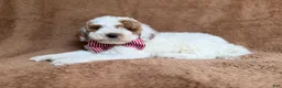 Miniature Poodle dogs for sale: Pierce - Ad 4