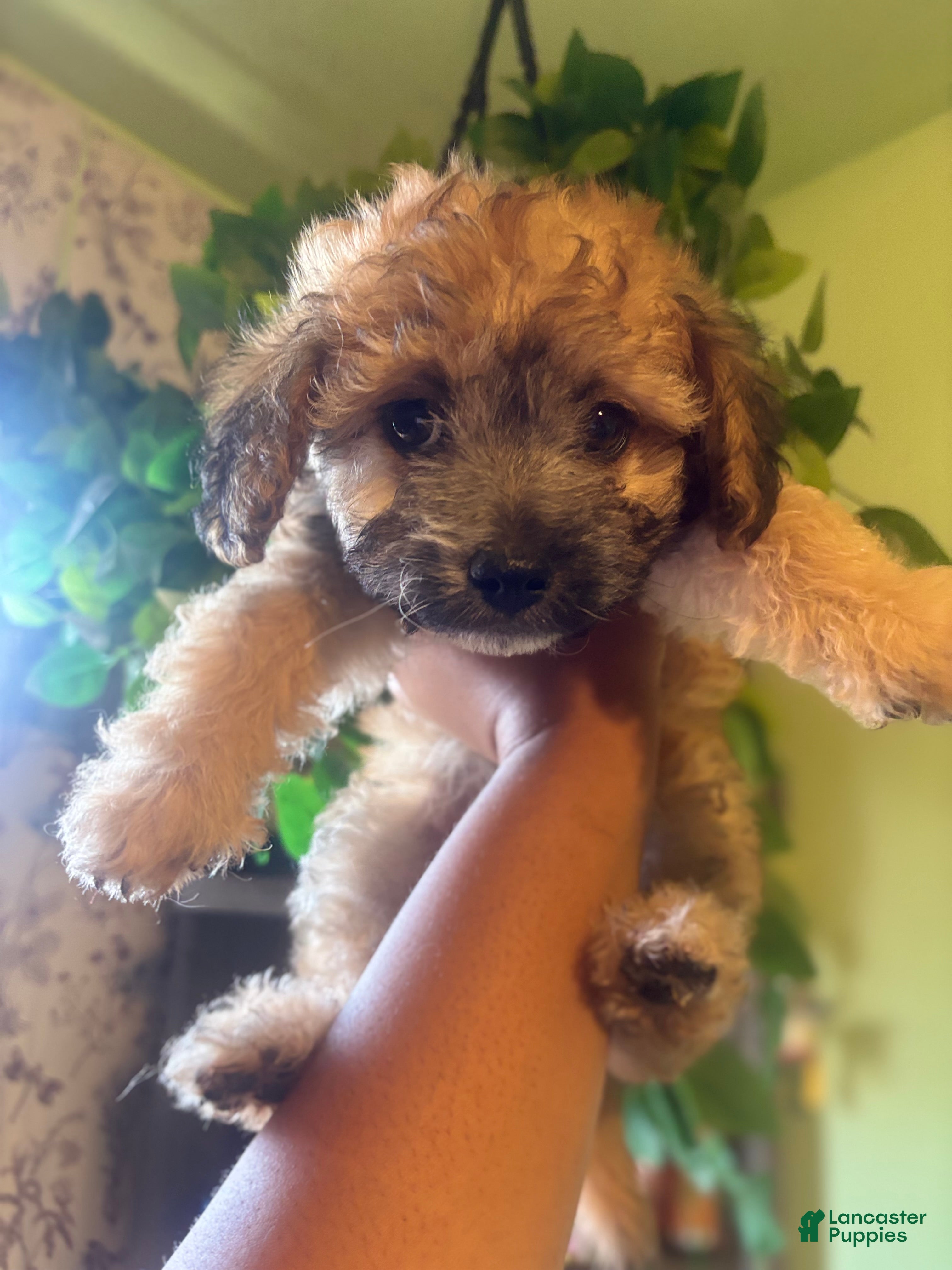 Maltipoo dogs Kai - Ad 1