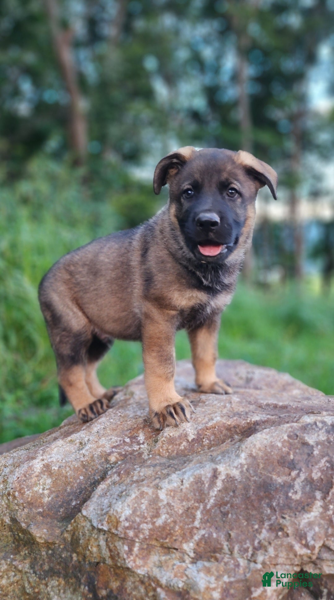 German Shepherd dogs  Thunder - Ad 1