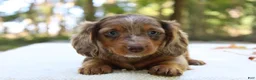 Miniature Dachshund dogs for sale: Seneca - Ad 2