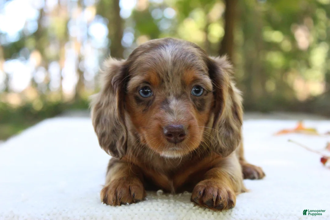 Miniature Dachshund dogs for sale: Seneca - Ad 2