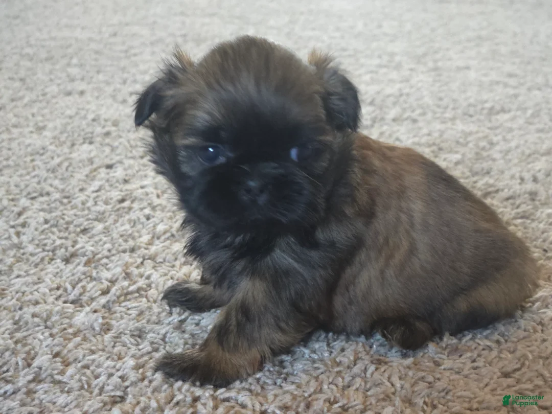 Shih Tzu dogs for sale: Gidget - Ad 7