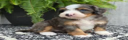 Mini Bernedoodle dogs for sale: Mini Daisy - Ad 2