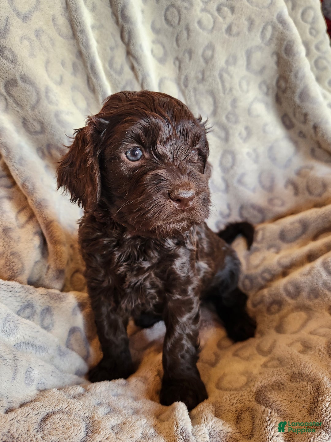 Mixed Breed dogs for sale: Lexie - Ad 4