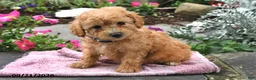 Bichpoo dogs for sale: Tilly - Ad 3