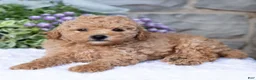 Havapoo dogs for sale: Asher  - Ad 4