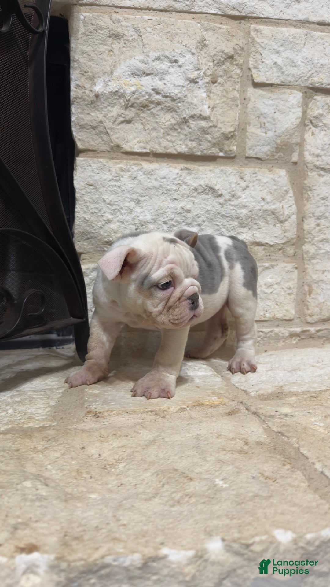 English Bulldog dogs for sale: Sweetie Pie - Ad 3