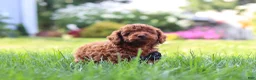 Miniature Poodle dogs for sale: Blake - Ad 5