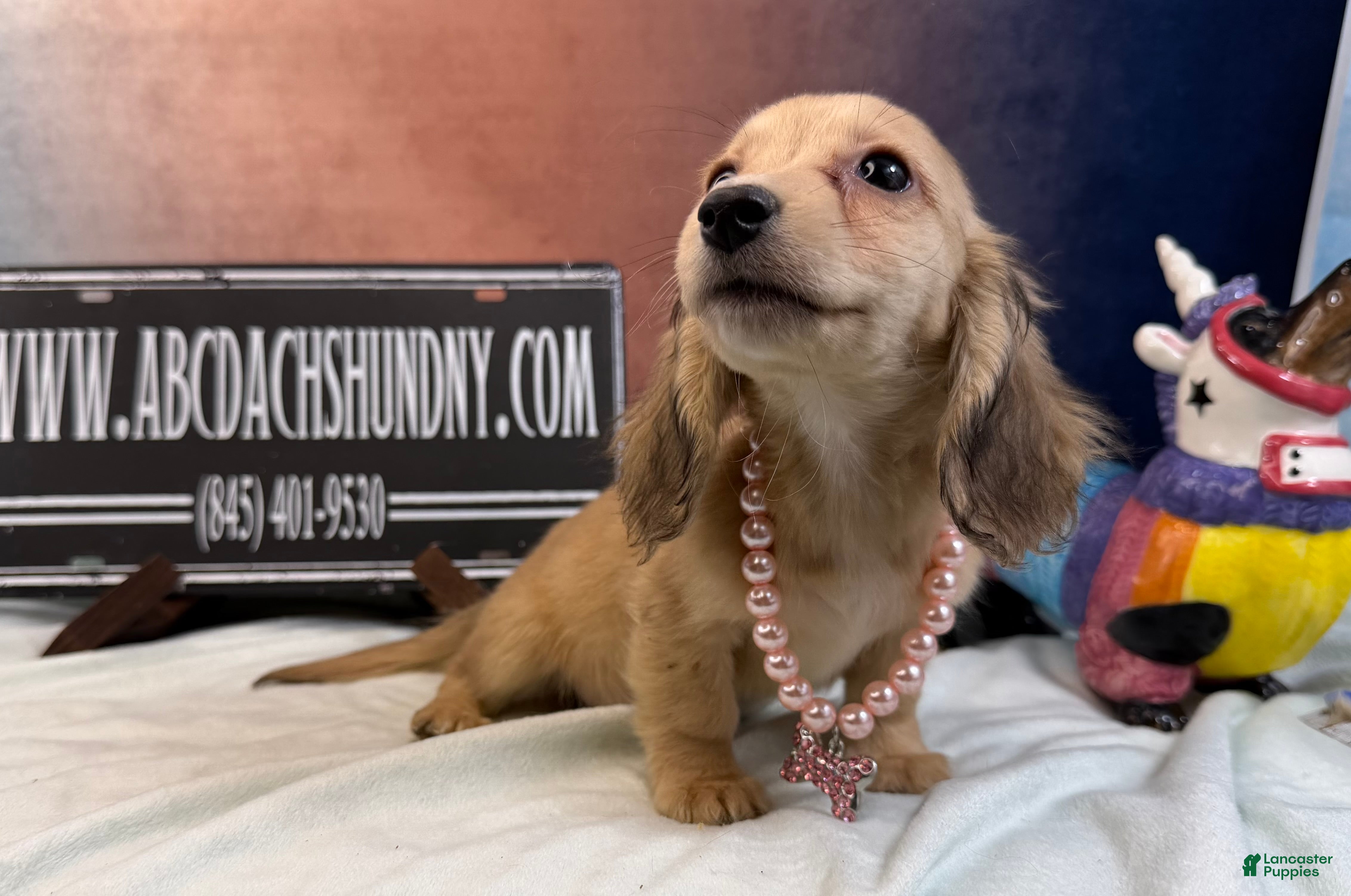 Miniature Dachshund dogs Cream girl - Ad 22