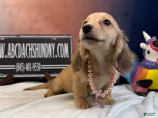 Miniature Dachshund dogs Cream girl - Ad 22