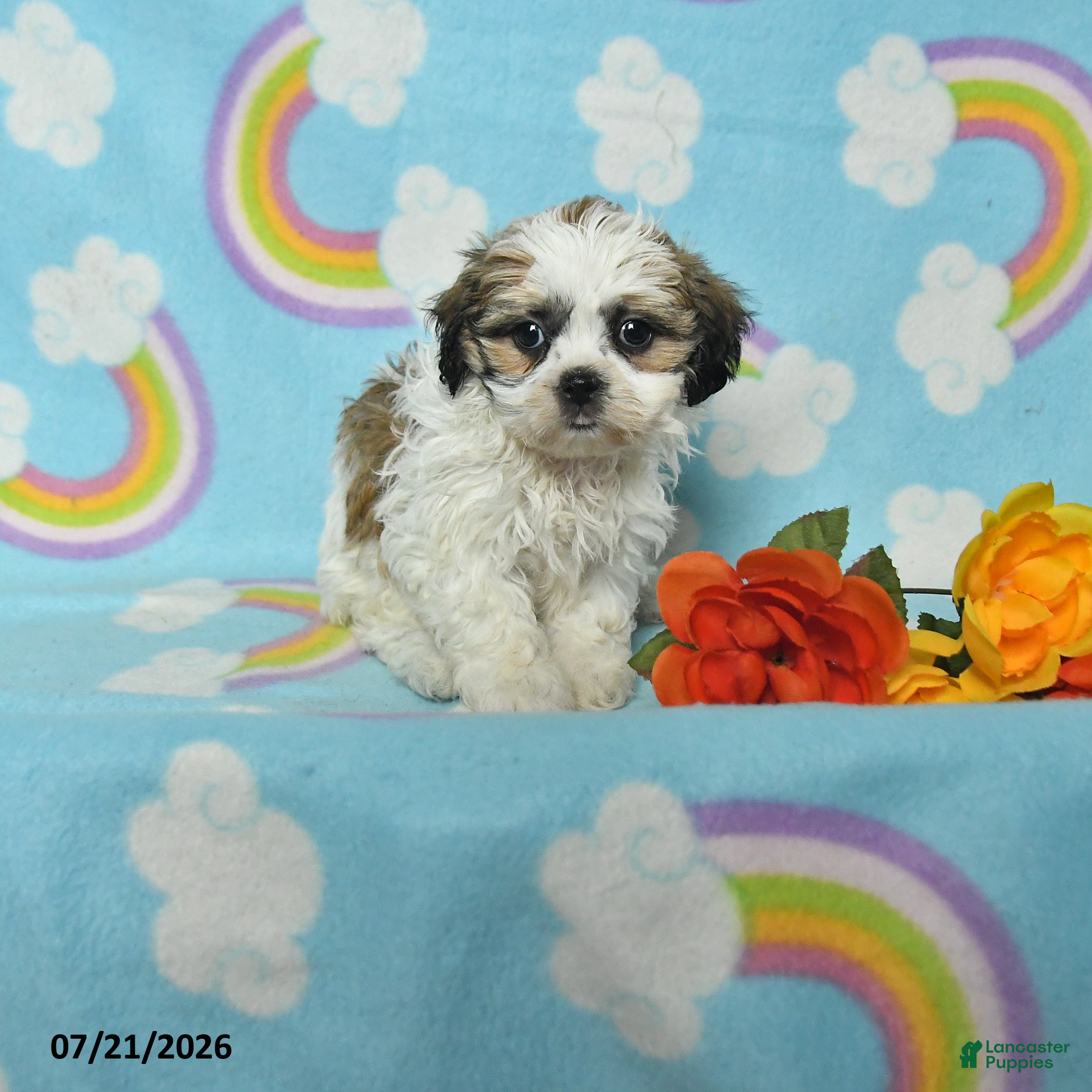 Teddy Bear dogs Alice - Ad 1
