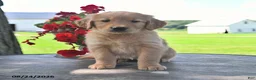 Golden Retriever dogs for sale: Tilly - Ad 4