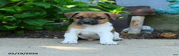 Jack Russell Terrier dogs for sale: Reuben - Ad 2