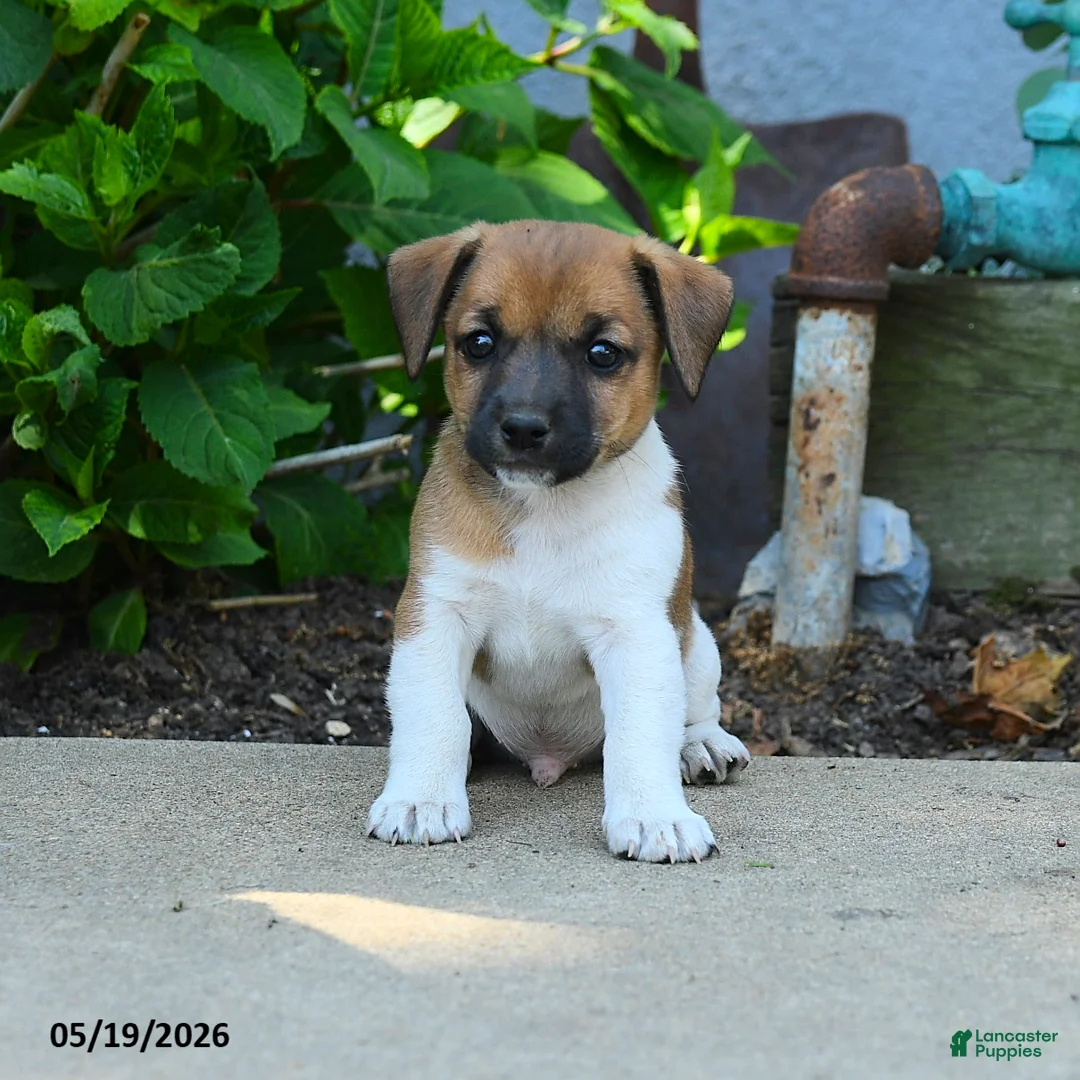 Jack Russell Terrier dogs for sale: Reuben - Ad 2