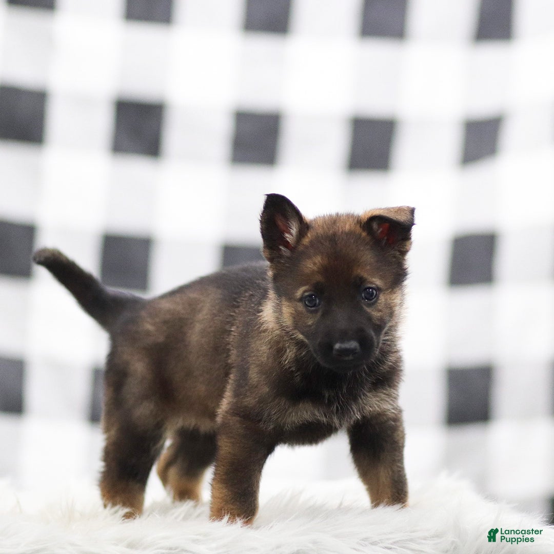 German Shepherd dogs for sale: Freya - Ad 3