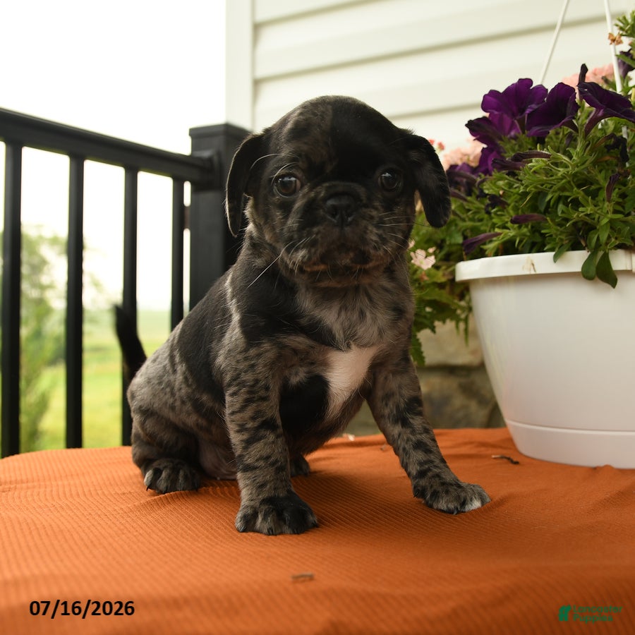 Pug dogs Alfie - Ad 2