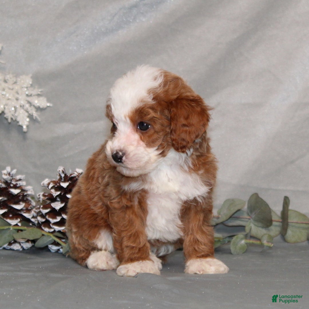Miniature Poodle dogs for sale: Quincy - Ad 4