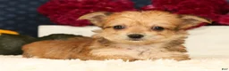 Yochon dogs for sale: Timmy - Ad 4