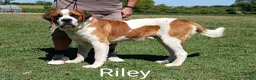 Saint Bernard dogs for sale: Elroy  - Ad 4